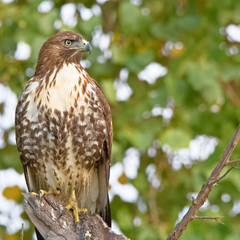 Red Tailed Hawk profile