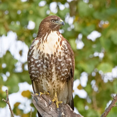 Red Tailed Hawk pose