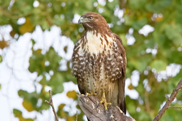 Red Tailed Hawk pose