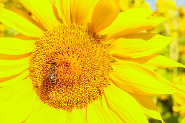 Obraz premium a field of blooming sunflowers against a colorful sky