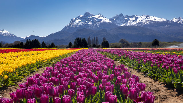 Campo de tulipanes en Trevelin, Chubut, Argentina.