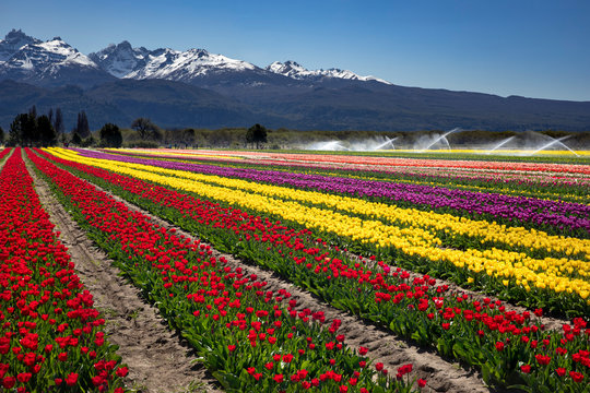 Campo de tulipanes en Trevelin, Chubut, Argentina.