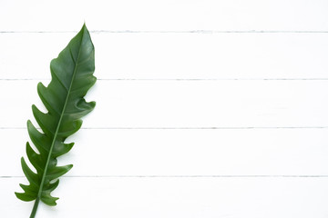 Top view of single tropical fresh green philodendron xanadu leaf on white wood background with copy space. © jpixman30