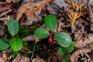 Red berry in green leaves
