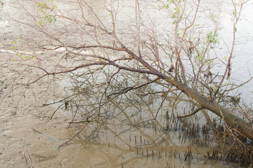 Fototapeta premium Tree