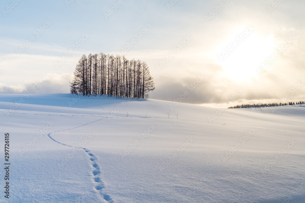 Wall mural a small pine forest under the sunset and foot steps on the white shinny snow. a bush of trees cast b