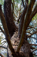 Up the old white pine tree