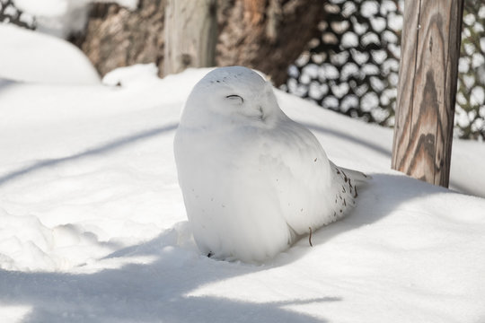 Cute smiley snow white owl sitting under shade on a sunny day in cold winter. Snow owl closing its eyes and sitting peacefully on snowy ground enjoying the warm sunny day.  Beautiful winter wild life.