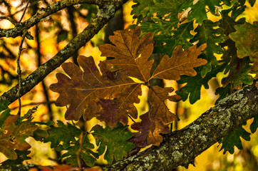 Green, Brown, and Purple Oak Leaves Against a Bright Background