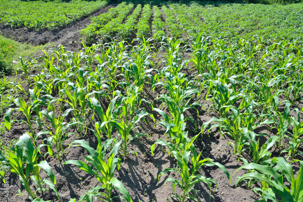 Poster Field with maize and potato