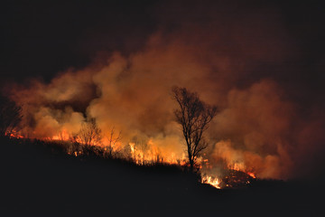 Forest fire 14