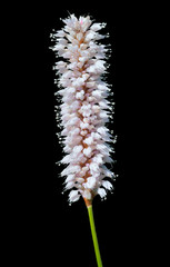 Medicinal herb bistort (Bistorta pacifica) 1