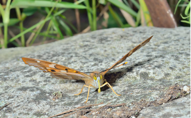 Butterfly (Apatura ilia ussuriensis) 9