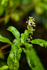 beautiful flower in nature