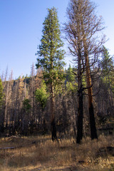 Obraz premium Yosemite Fall 2019