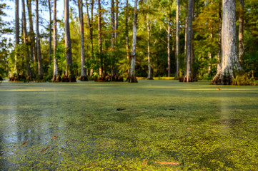 Water level view of bald cypress swamp 