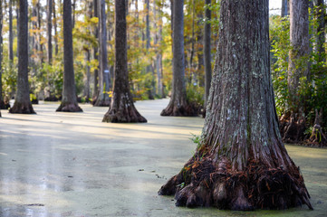 Roots of bald cypress tree extending out of swamp water