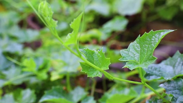 Closeup Bitter gourd, Bitter melon (Momordica charantia L.) on tree in the field