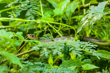 painted bronzeback snake