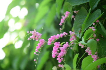 small pink flower and green leaf