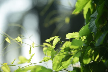 green leaf in the garden