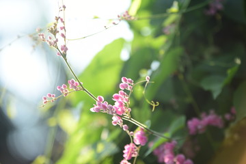 green leaf in the garden