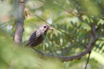 Bird on branch 