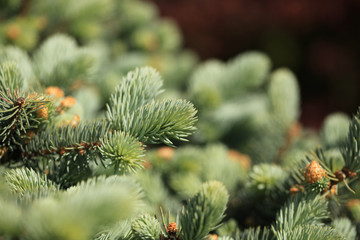 Young decorative blue spruce. Needles of blue spruce close-up. Texture. Natural blurred background. Image.
