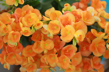 оранжевая бегония