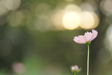 コスモス オレンジキャンパス7