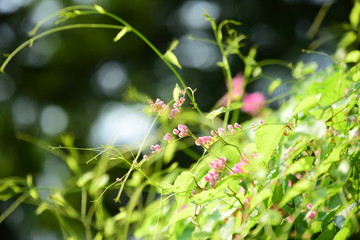 small pink flower and green leaf