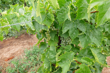 Niagara on the Lake Grape fields that produce famous Ontarian wine and Icewine