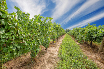 Fototapeta na wymiar Niagara on the Lake Grape fields that produce famous Ontarian wine and Icewine