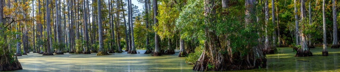 panoramic photo of bald cypress swamp - obrazy, fototapety, plakaty
