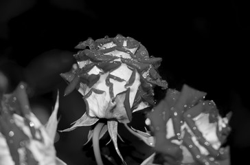 Art photo rose petals isolated on the black background. Closeup. For design, texture, background. Nature.Drops of morning dew on rose petals.Black and white photography;