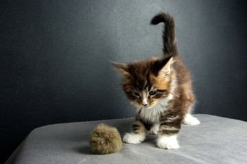 kitten was wonderful Maine Coon in the photo Studio