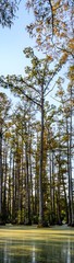 vertical panoramic photo of bald cypress swamp