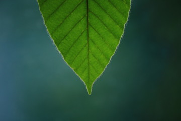 tip of green leaf. close-up of dipterocarpus leaf and vein structure pattern.