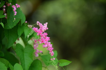 small pink flower and green leaf