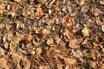 текстура листья