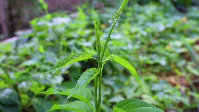 Gymnema sylvestre (Scientific name : Gymnema inodorum (Lour.) Decne.) Drug treatment for diabetes