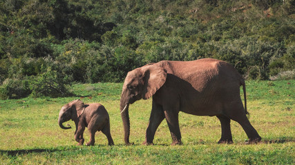 Fototapeta na wymiar Elefante y su bebé