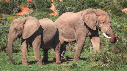 Elefantes sudafricanos