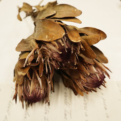 Dried flower King protea 