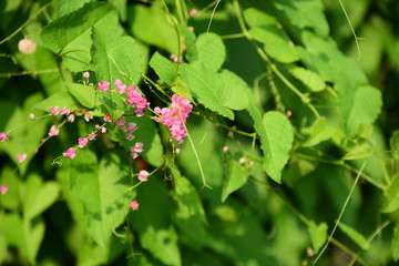 small pink flower and green leaf