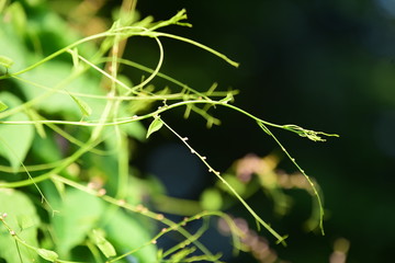 gree leaf in my garden,small pink flower and green leaf