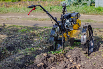 Tillage. A cultivator loosens the earth. Motoblock digs potatoes. Agriculture. Plowing the land in...