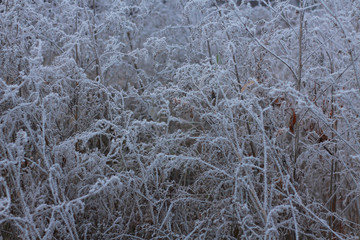 веточки травы в инее
