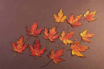 Autumn maple leaves on a braun background. Place for an inscription.