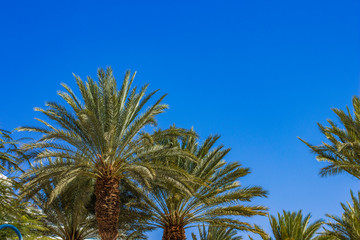 Fototapeta na wymiar south park palm trees tropic scenery landscape view in warm summer season clear weather time and vivid blue sky background